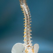 Spinal Stenosis: The Facts